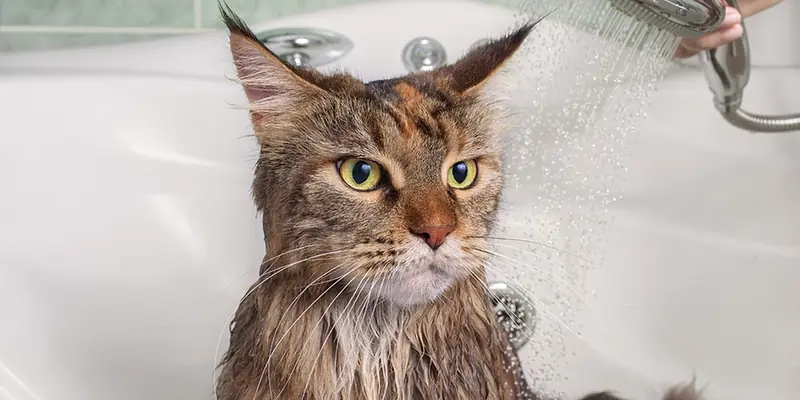 Why do cats hate bathing?