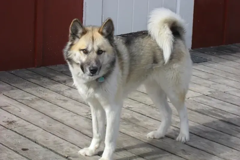 The Greenland sled dog is the oldest dog breed in the world, according to scientists.