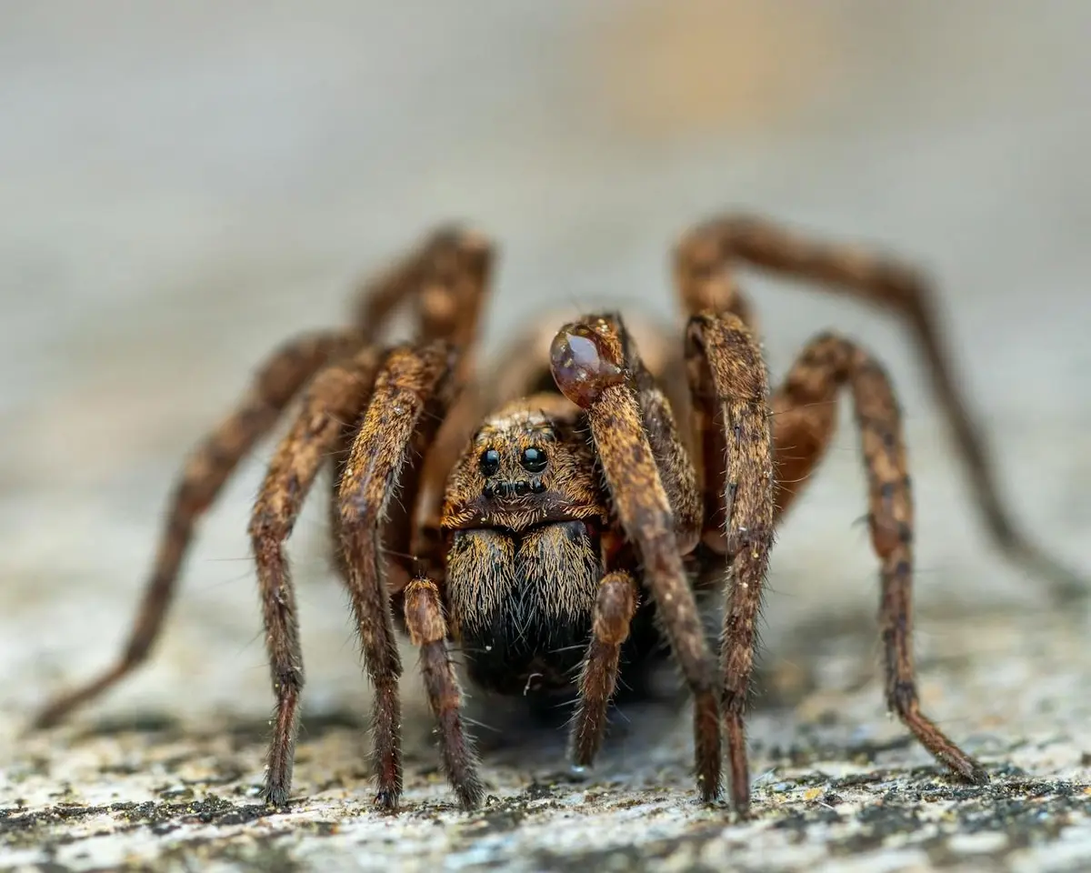 I’m not afraid of you, spider! Expert reveals a 'simple' method to overcome arachnophobia
