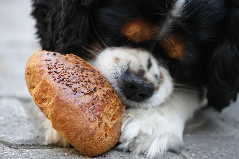 dog eating bread