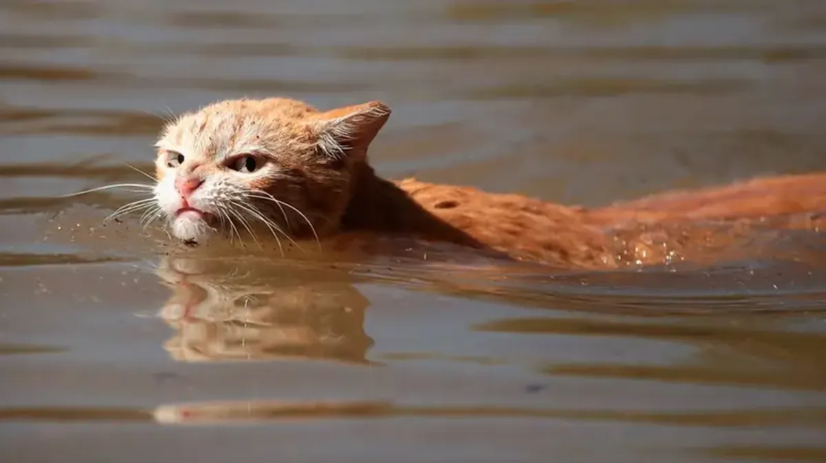 Why do cats hate bathing?