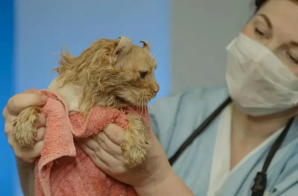 Why do cats hate bathing?