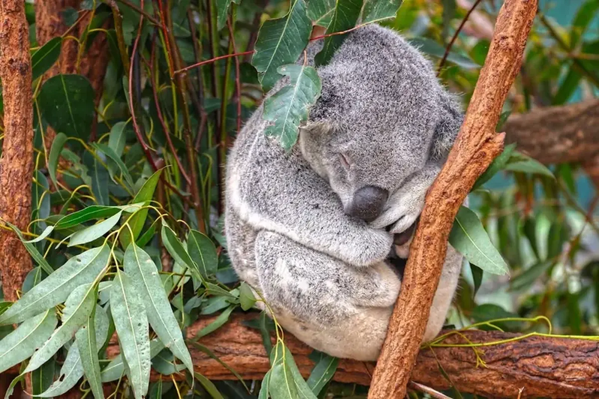 Koalas spend only a few minutes on the ground each day, and that time is extremely dangerous.