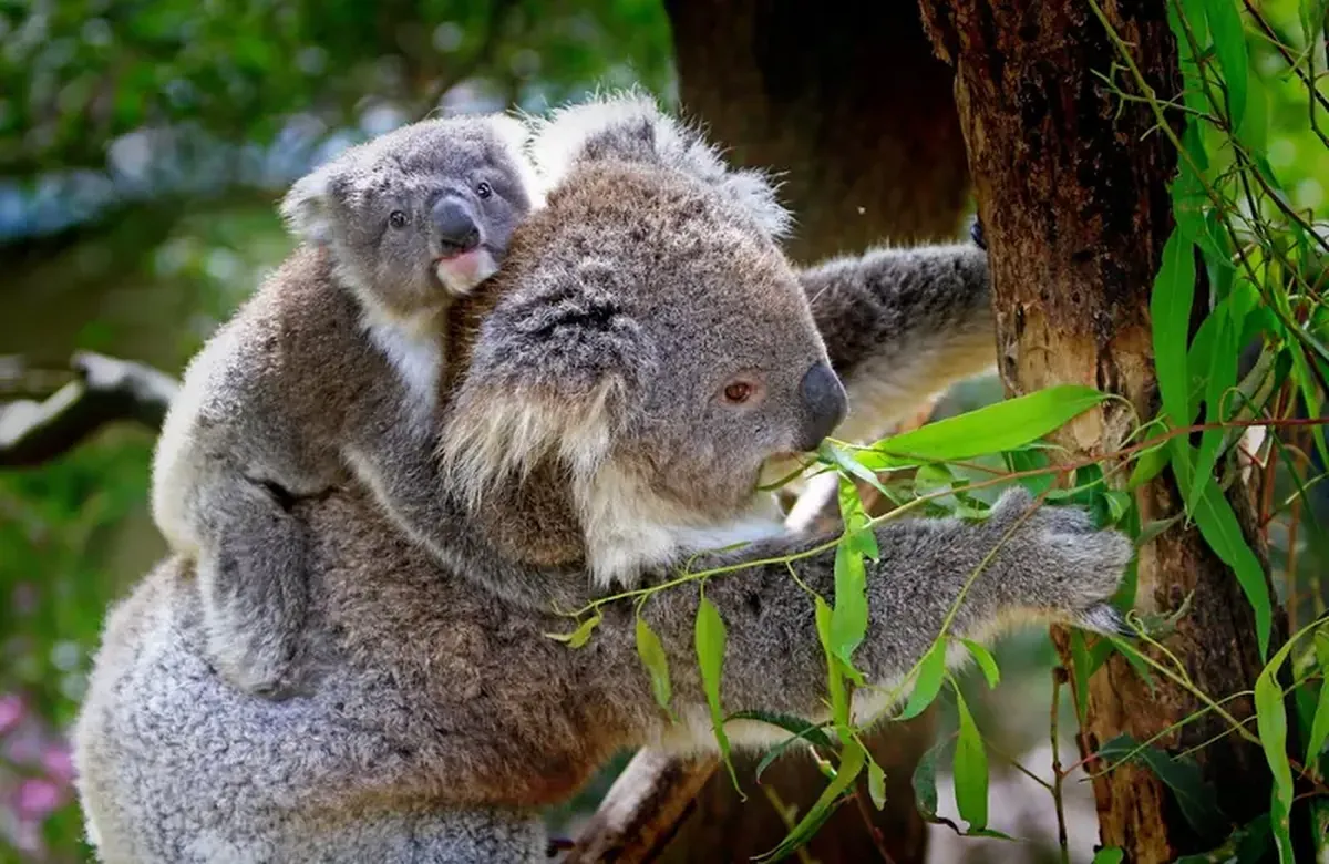 Koalas spend only a few minutes on the ground each day, and that time is extremely dangerous.
