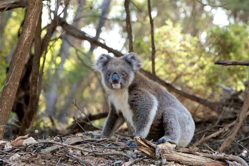 Koalas spend only a few minutes on the ground each day, and that time is extremely dangerous.