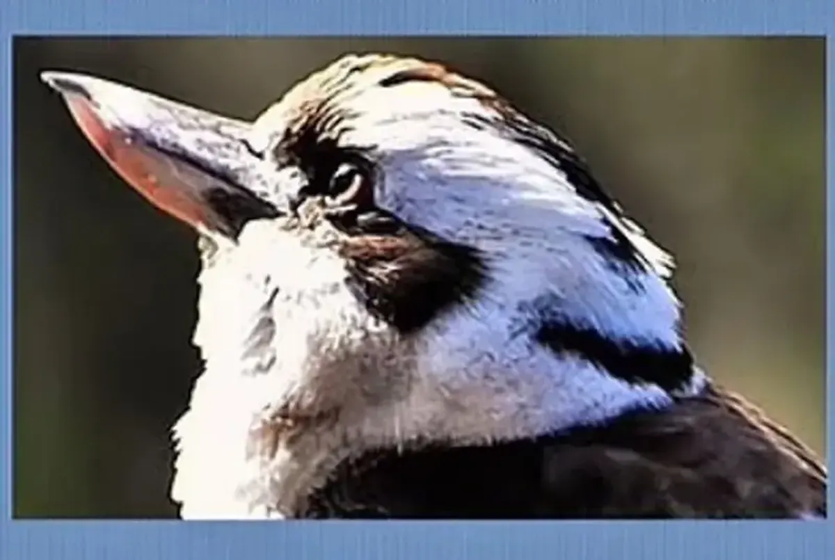The kookaburra isn't alone: what other animal do you see in the photo?