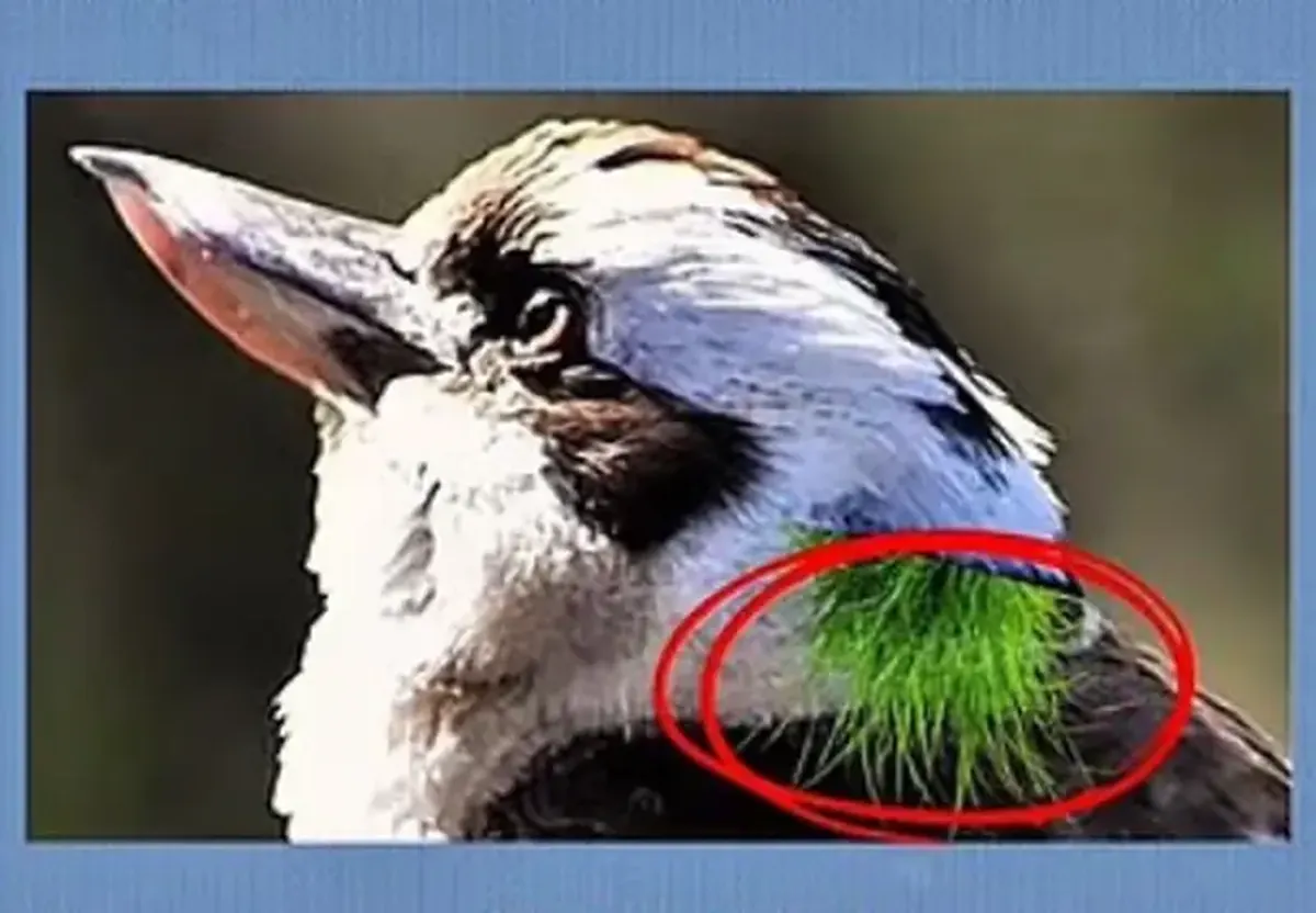 The kookaburra isn't alone: what other animal do you see in the photo?