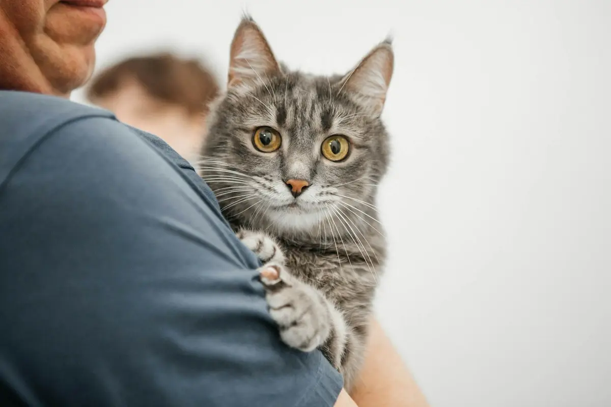 Cats can also suffer from dementia