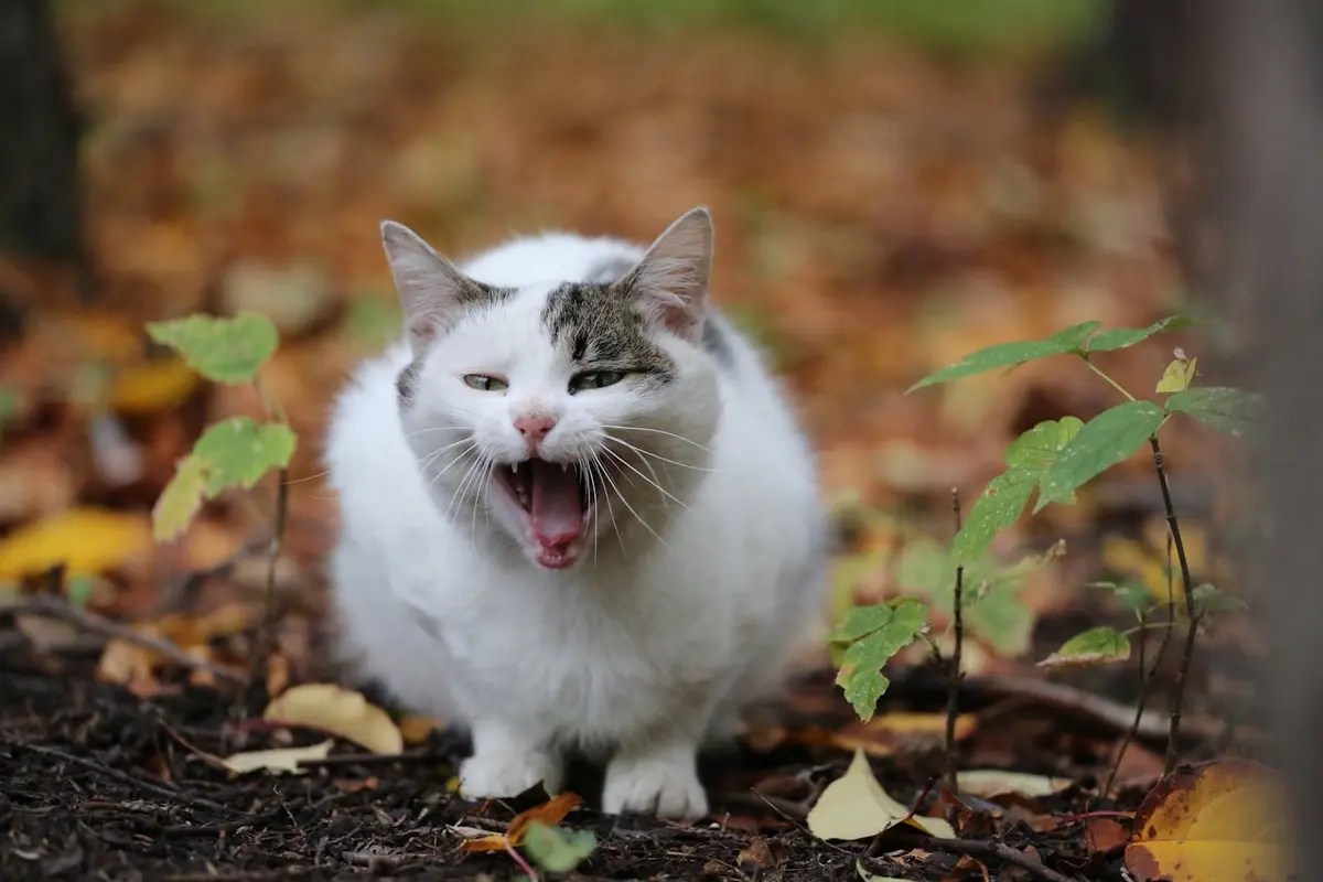 A cat meowing