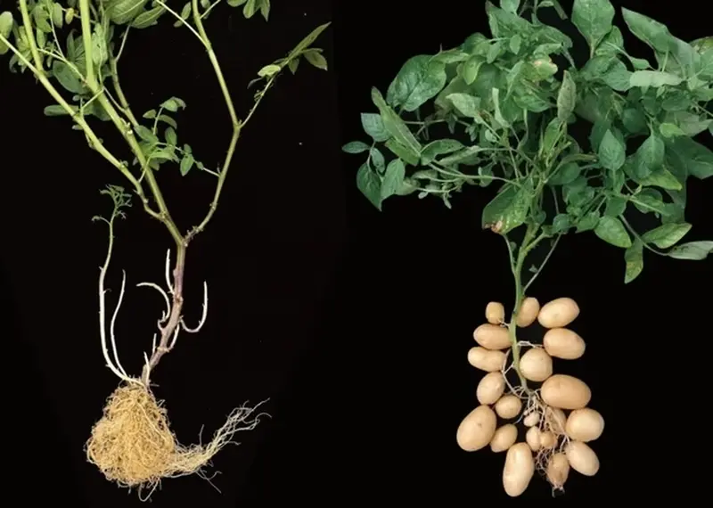 Tomato and potato bushes