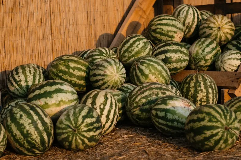 a pile of watermelons sitting on the ground