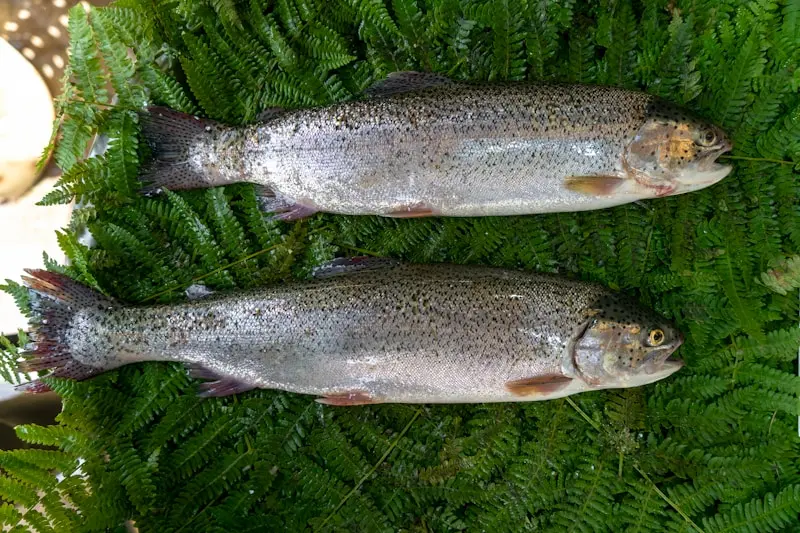 two fish laying on top of a green plant