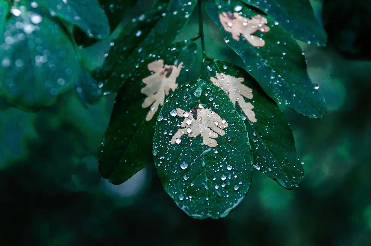 Plant leaves affected by acid