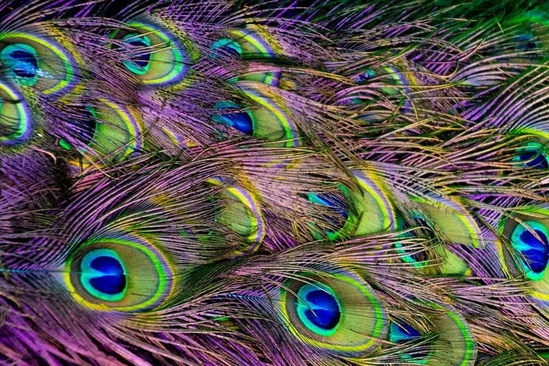 peacock tail coloration