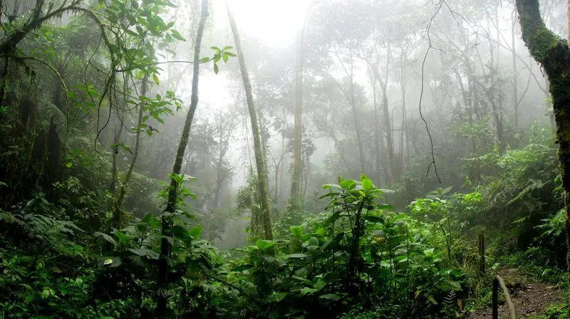 Amazon Rainforest