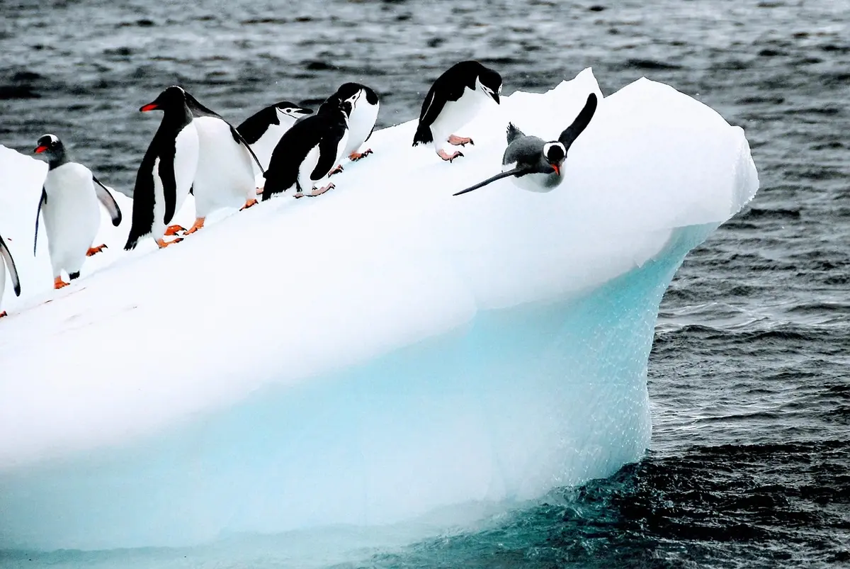 Penguins on an iceberg