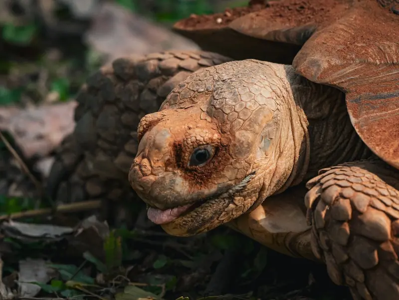 Reptiles also have emotions: scientists have discovered optimistic and pessimistic turtles.