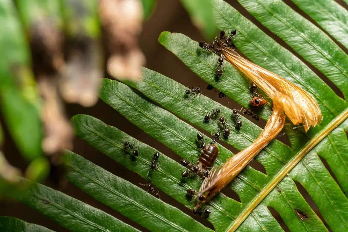 Which living creatures excel at teamwork? That's right – ants!