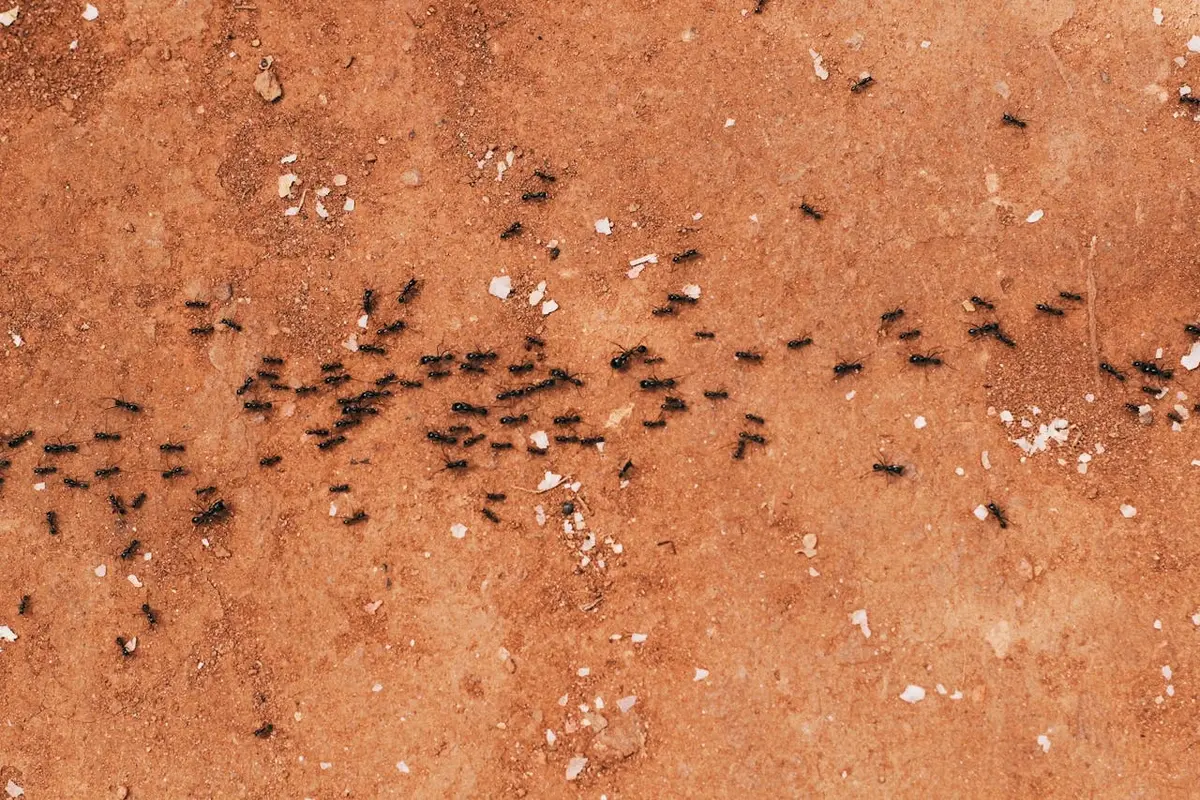ant colony on the ground