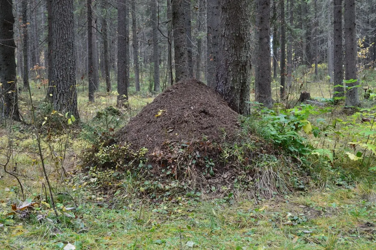 ant nest in the forest