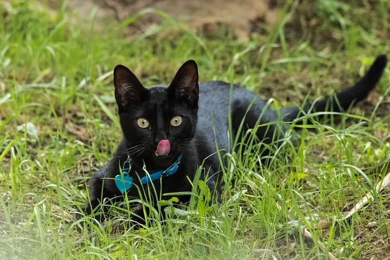 Why do domestic cats and dogs eat grass?