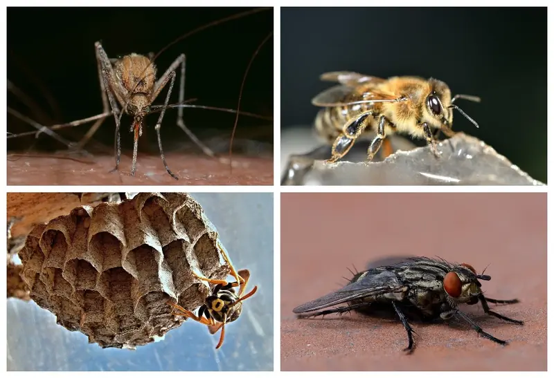 Flying and biting: how to protect yourself from mosquitoes, wasps, bees, and flies.