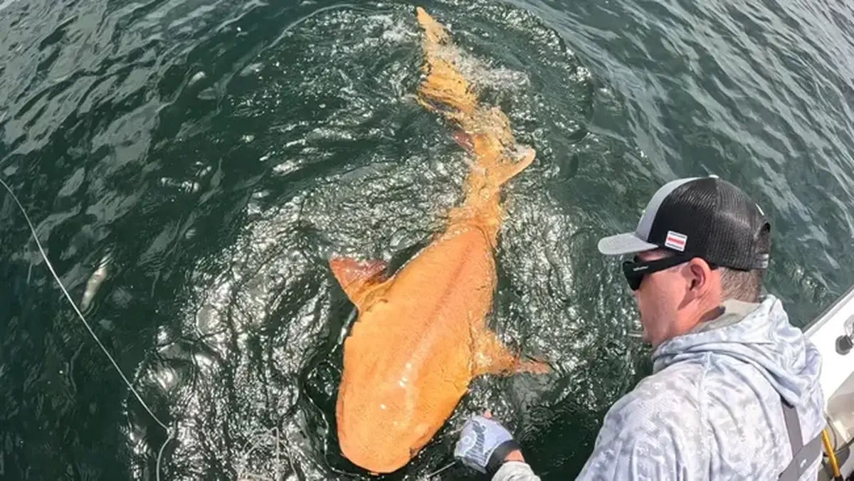 A rare yellow-orange shark was caught in the Caribbean Sea