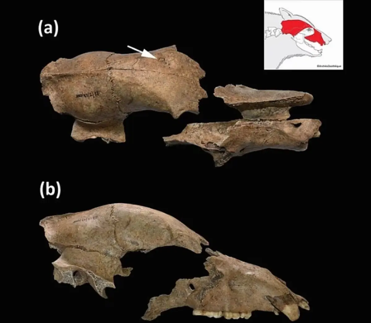 Skull of the bear found by archaeologists