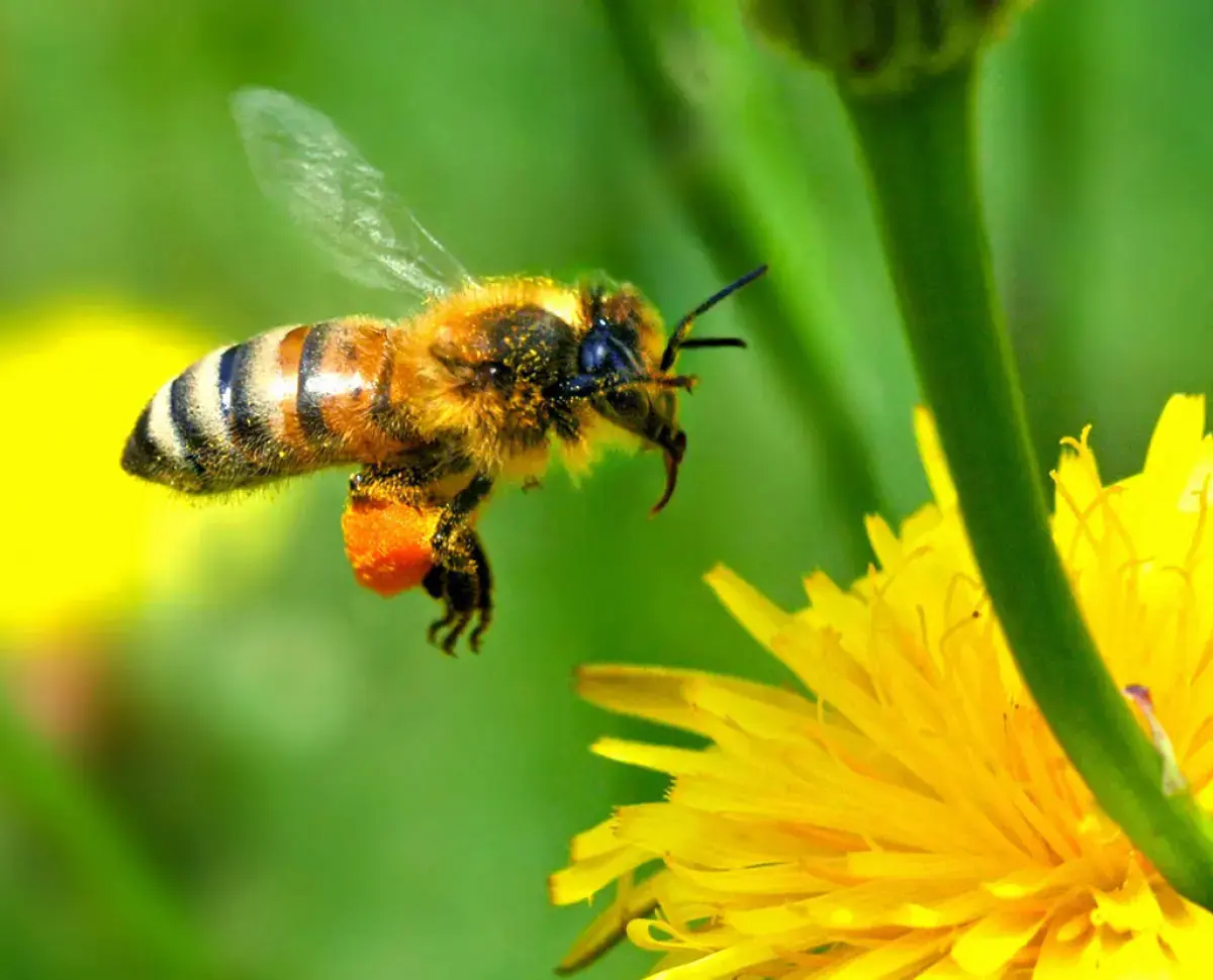 Bees choose different flowers to balance their diet