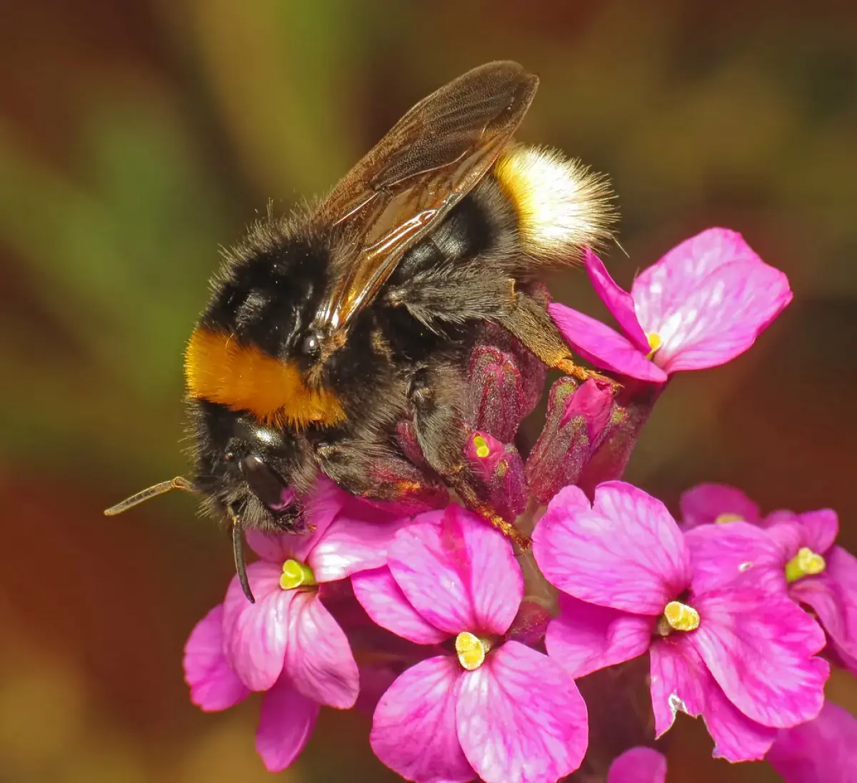 bumblebee on a flower