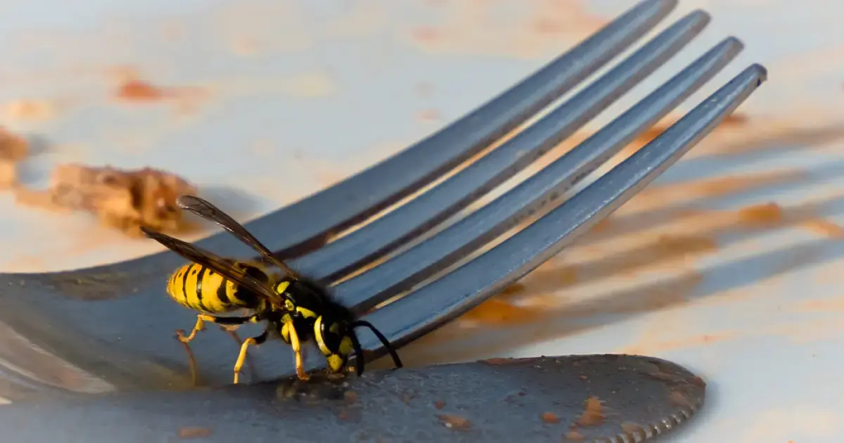 How to protect yourself from wasps in the fall