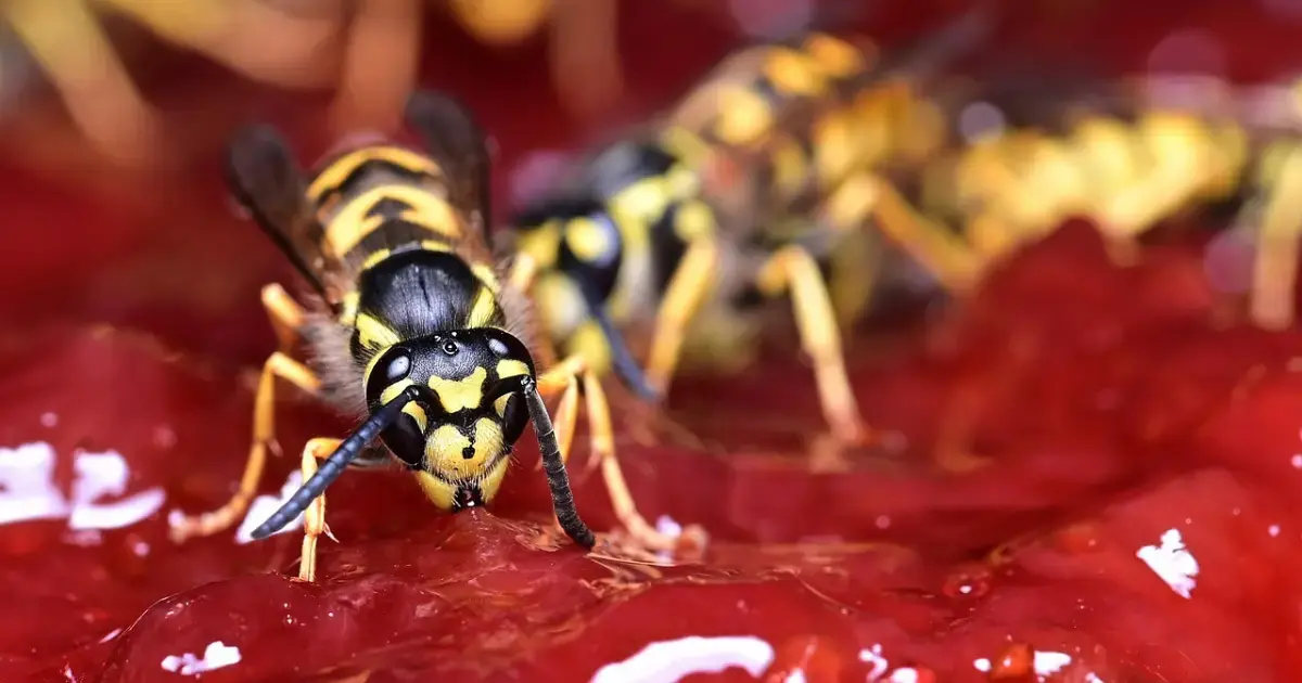 wasps on jam