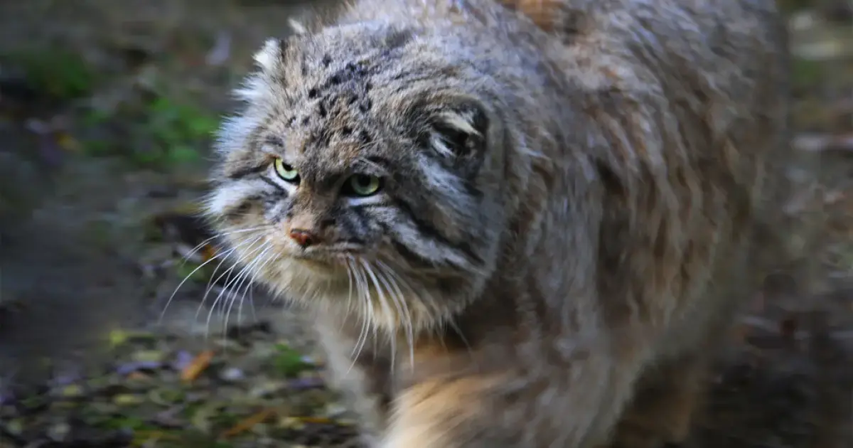 Pallas's cat