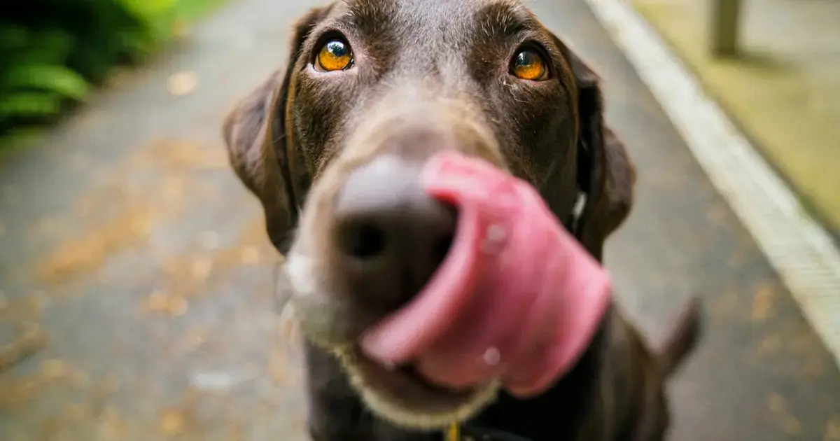 Is your dog licking its lips? There's a reason to be concerned.
