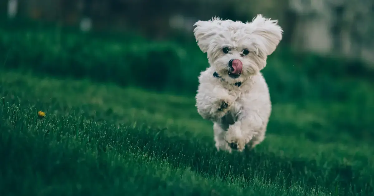 A dog running on grass