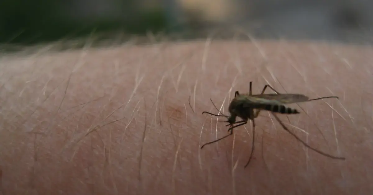 Mosquitoes love beer enthusiasts who have recently had sex