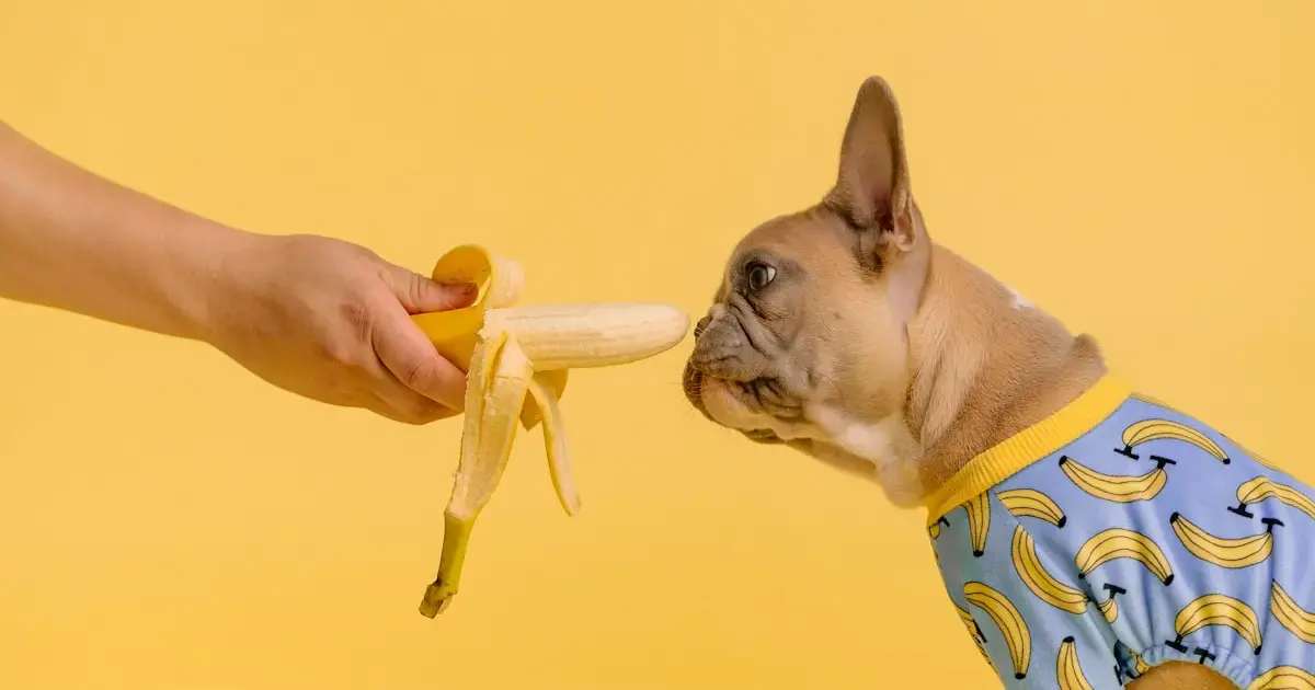 Now even dogs are advised to go vegan