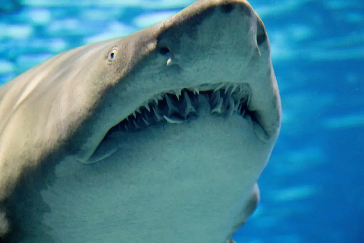 Ocean acidification is destroying shark teeth