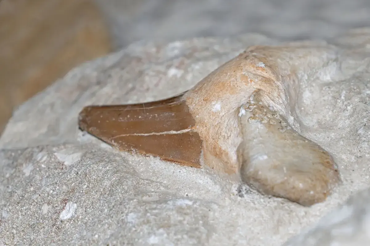 shark tooth