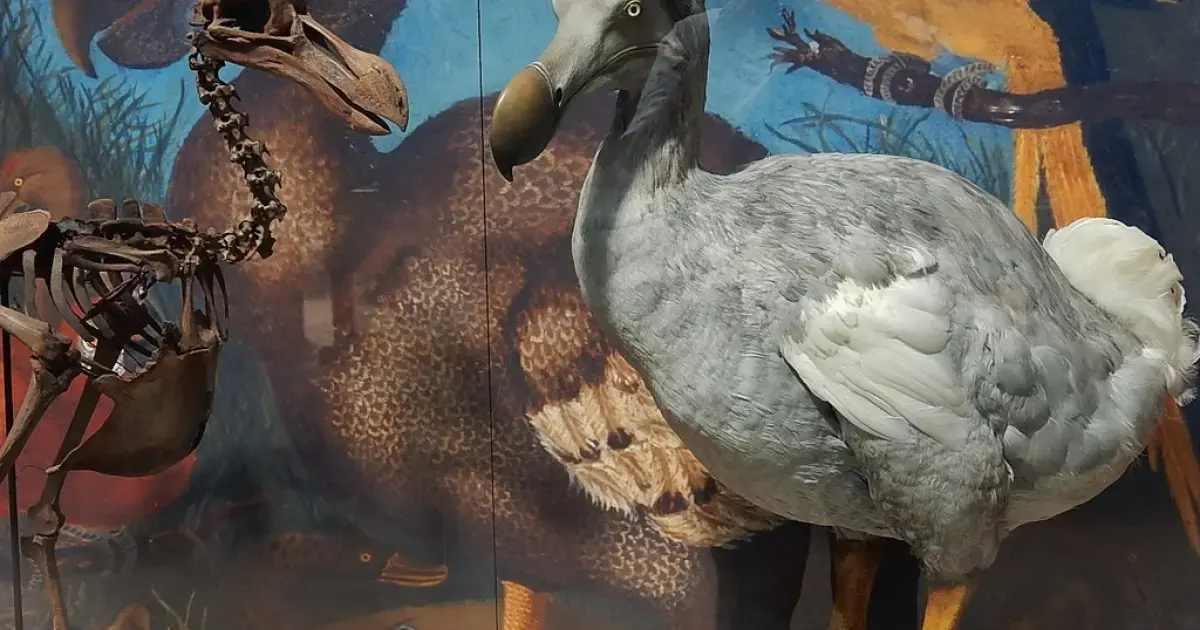 Reviving the Dodo: Biotechnologists Aim to Bring Back the Extinct Giant Bird in 5 Years