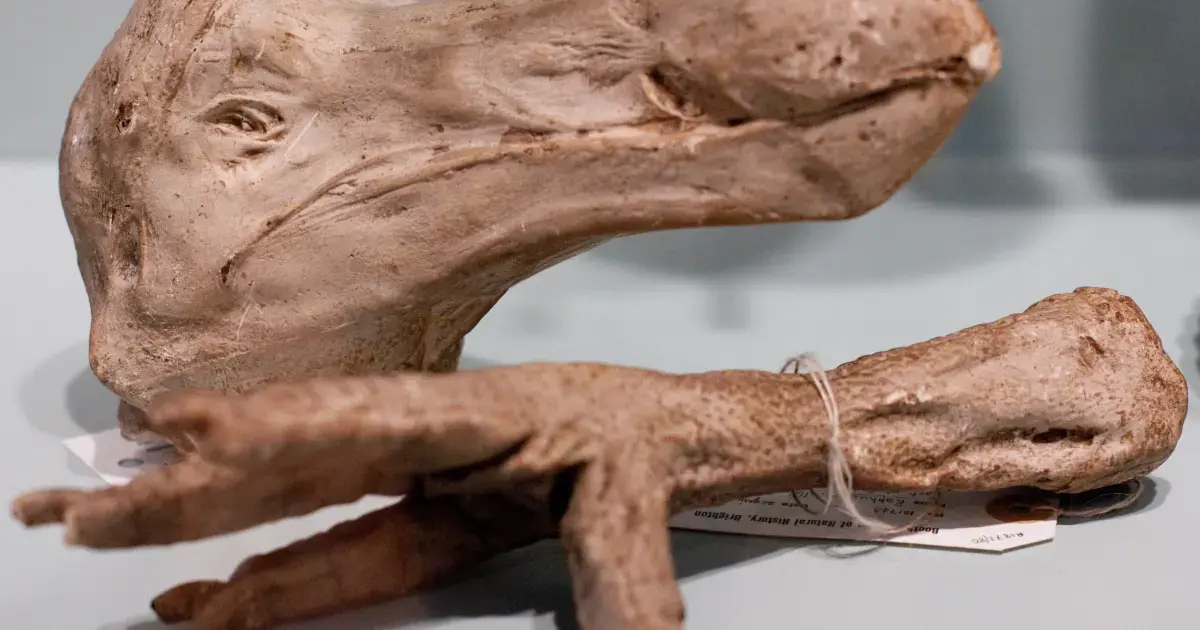 Head and Feet of the Dodo