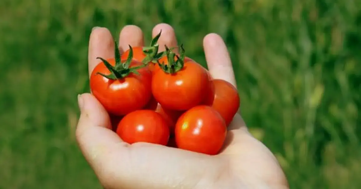 Tomatoes