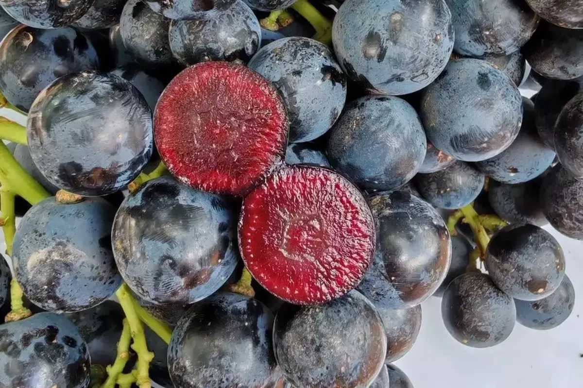 New superfruit 'Boombites': Scientists have developed grapes with cherry-like centers