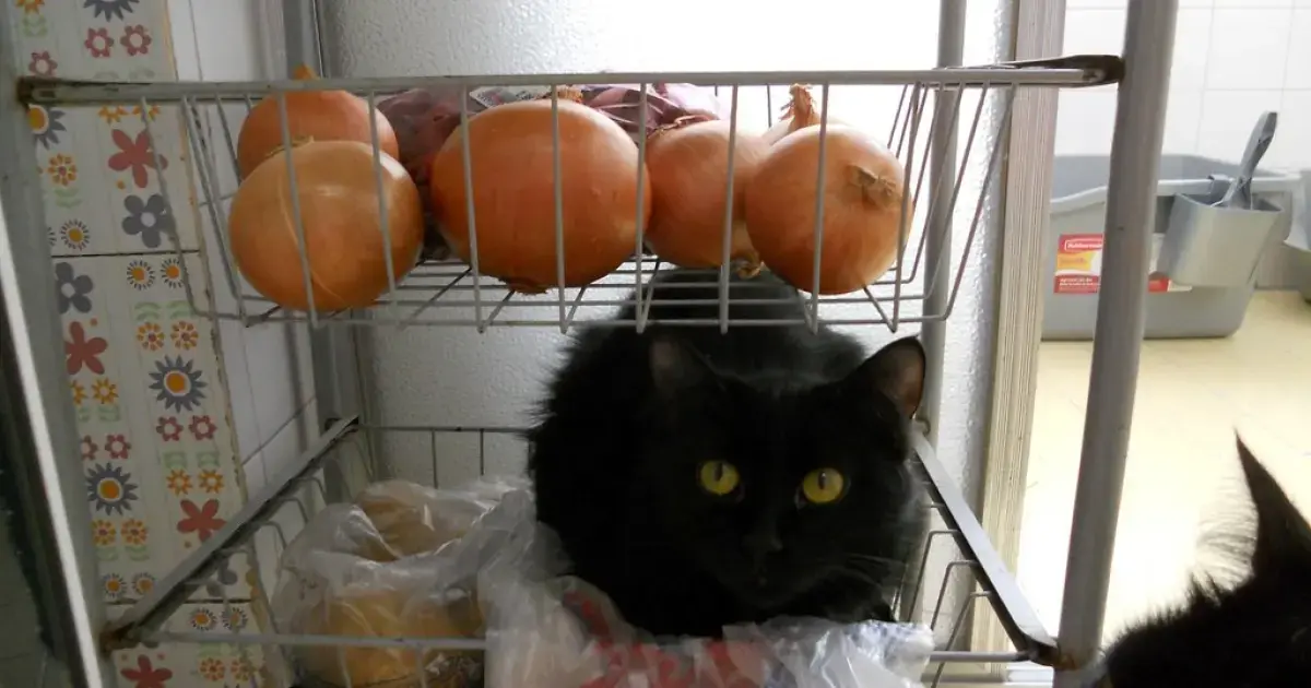 Veterinarians identify a common vegetable that harms cat health