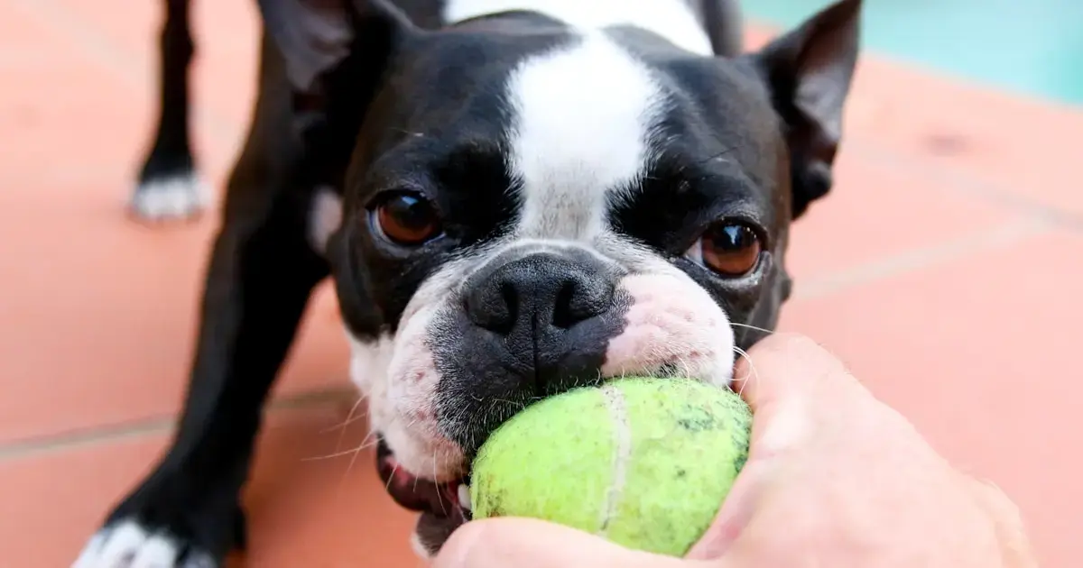 Dogs exhibit a toy addiction that harms no one