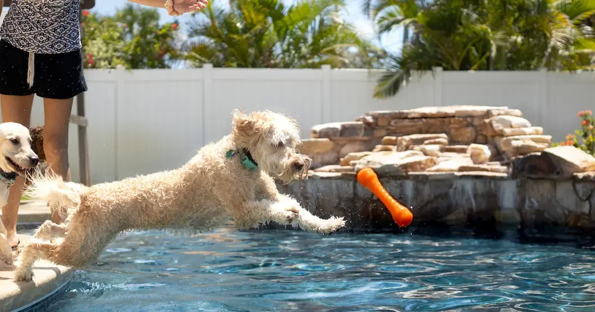 A dog jumps for a toy in a pool