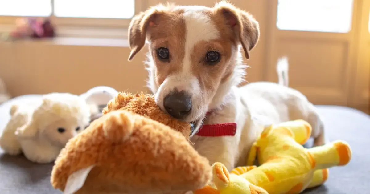 A dog with toys