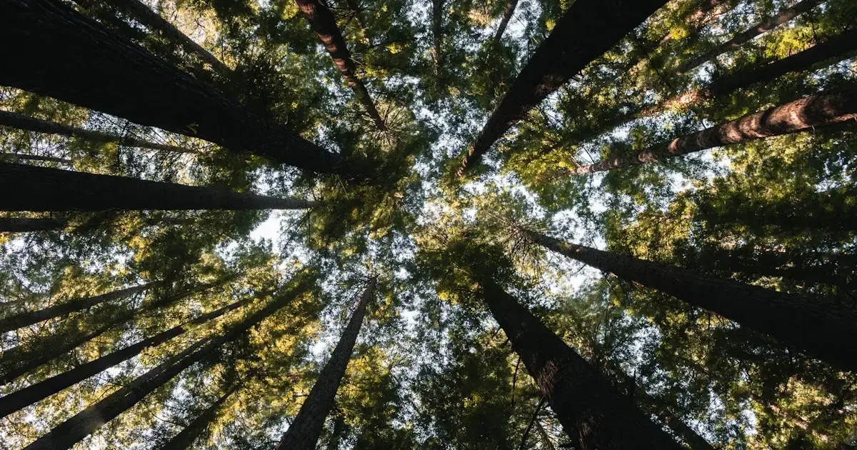 As Amazon trees absorb more CO2, they grow thicker: climate change