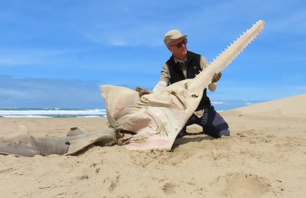 In South Africa, a large sawfish washed up on the riverbank: it hasn't been seen here for 26 years