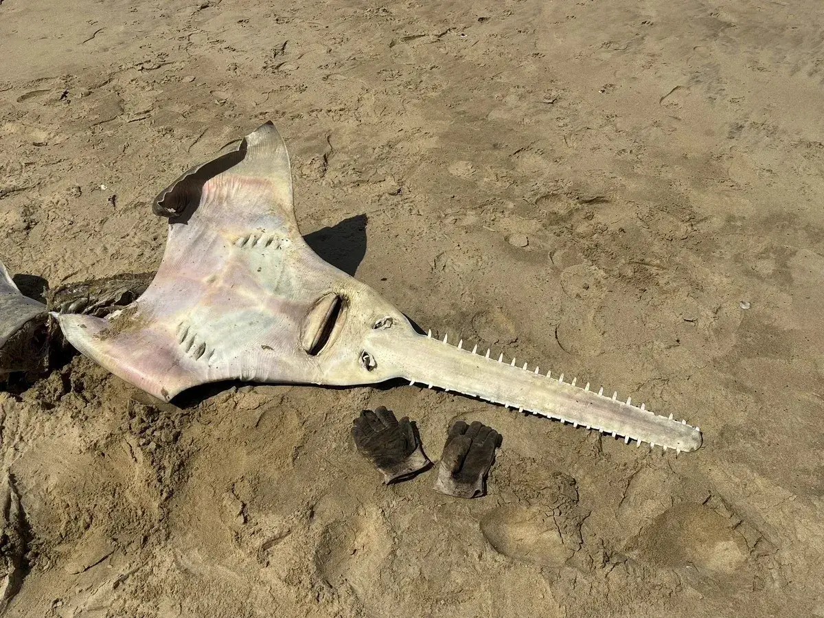 Dead sawfish